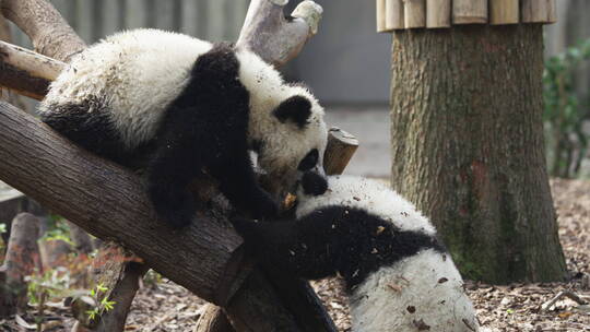 两只可爱的大熊猫幼崽一起玩耍