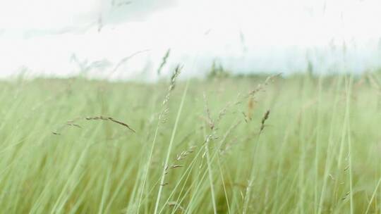 夏天草地上野草随风摆动