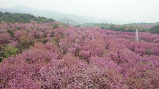 湖南省常宁市百万樱花园4k航拍风光