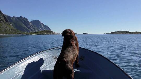 小狗坐在船头看向远方视频素材模板下载