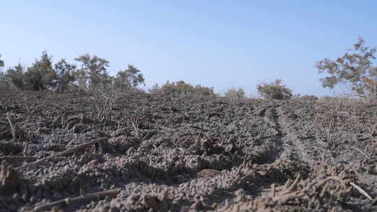 新疆秋天沙漠植被4K素材