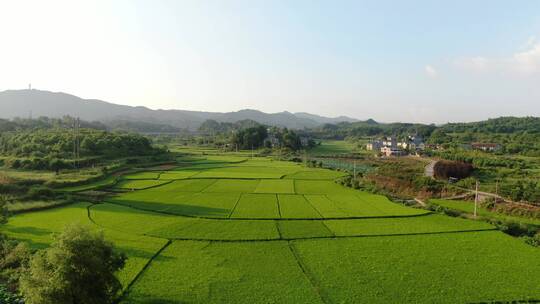 航拍绿色田园水稻种植视频素材模板下载