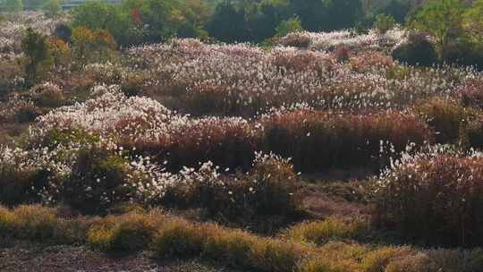 杭州余杭区北湖草荡湿地秋天风光航拍视频素材模板下载