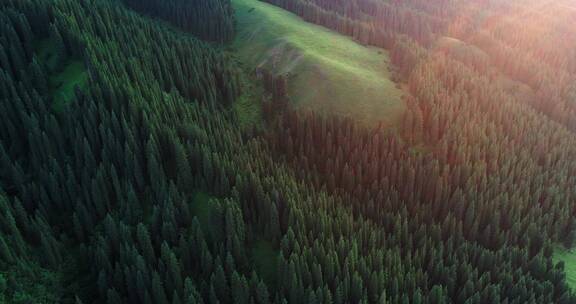 航拍新疆自然风景日落霞光照耀高山森林草甸