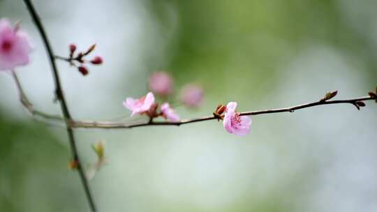 春天的桃花樱花