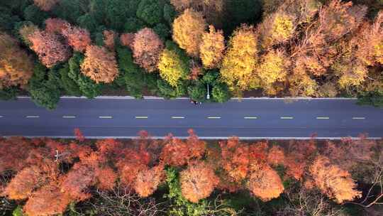 金色秋天道路  路边落叶松