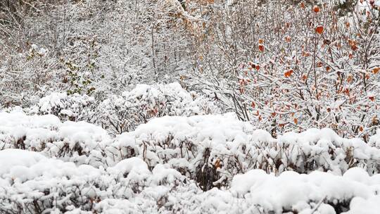 冬天小区植物积雪