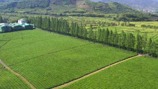 茶园 农业 茶山 茶树 绿色 绿茶