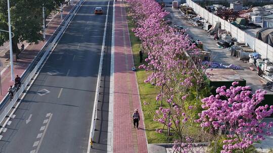 中国广东省广州市海珠区瑞宝街道紫花风铃木