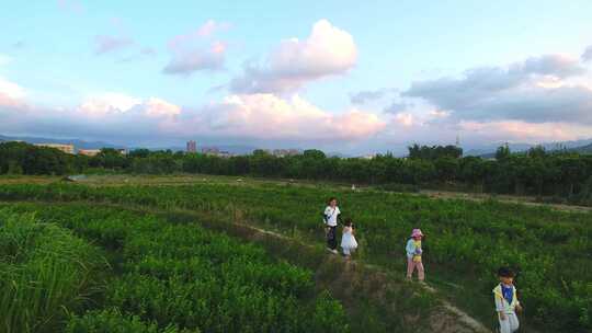 航拍闽江茉莉岛小女孩在茉莉花田玩耍乡村游