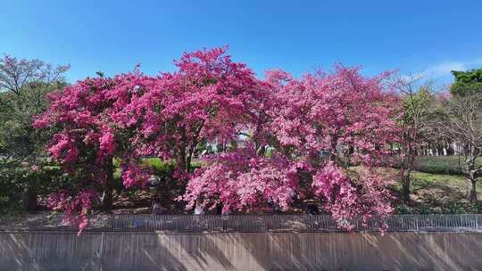 深圳街头盛开的异木棉花1