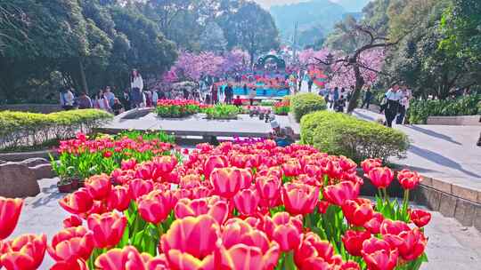 重庆南山植物园樱花视频素材模板下载