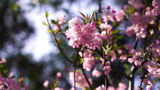 春天阳光明媚海棠花花朵花瓣唯美的逆光光影