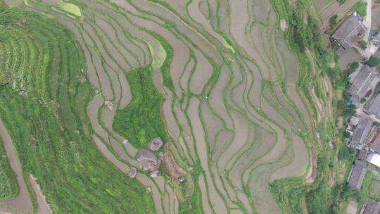 旅游景区桂林龙脊梯田农业种植航拍