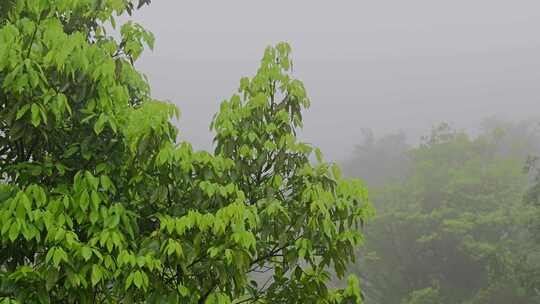 雾天植物树叶嫩叶绿叶吹动