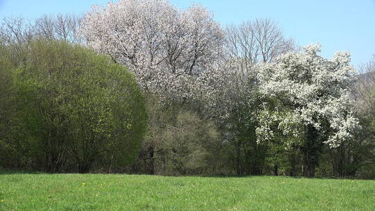 春天法国公园盛开的树木