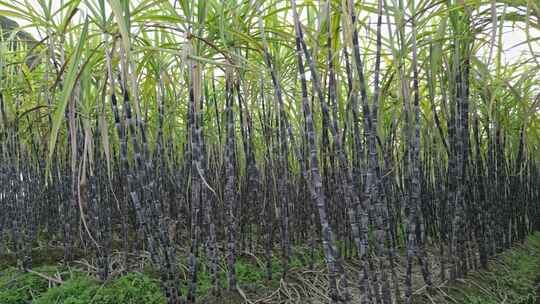 黑皮甘蔗果蔗种植基地