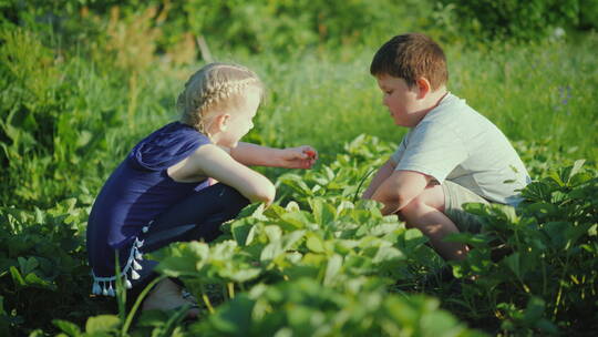 两个孩子在花园里收集新鲜草莓视频素材模板下载