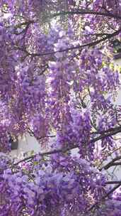 紫藤萝开花竖拍