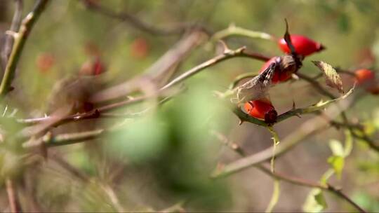 红浆果上的蚱蜢。克里米亚的德默吉山。