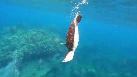 海龟从海底游上水面又潜下水底