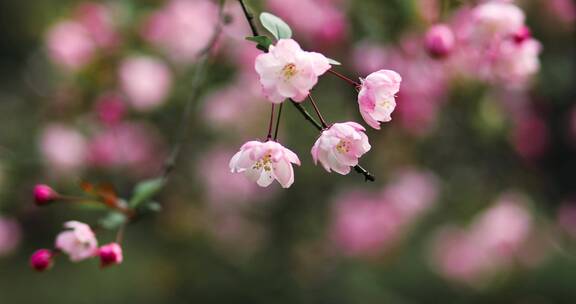 西湖海棠花