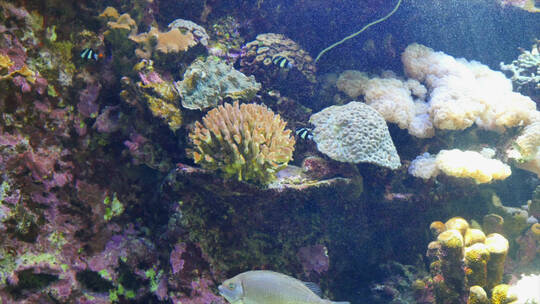 水族馆里的鱼和珊瑚视频素材模板下载