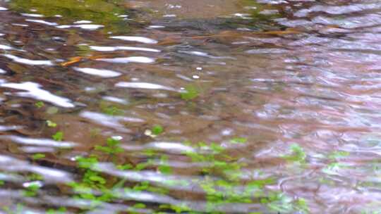 杭州植物园小溪流水风景视频素材