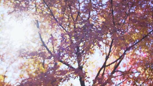 枫叶掉落的慢镜头