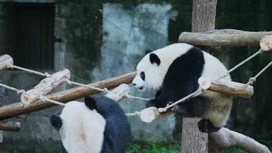 熊猫吊桥玩耍
