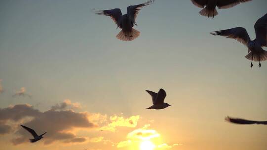 海鸥在日落时飞过天空视频素材模板下载