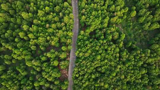 穿越森林的公路