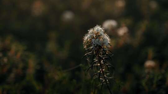 自然，模糊，沼泽，鲜花