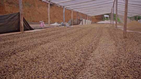 巴西咖啡豆种植园