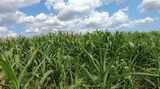 视频玉米地农业镜头绿色玉米地高清在线视频素材下载