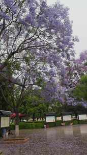 夏季雨后公园满地落叶的蓝花楹