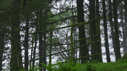 原始森林中的绿色树干视频素材模板下载