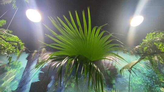 济南科技馆热带雨林动物、植物展览