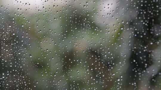 雨后的竹子与露珠