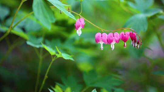 花园里的花花