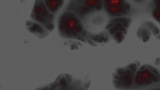 4K抽象血红细胞视频背景素材