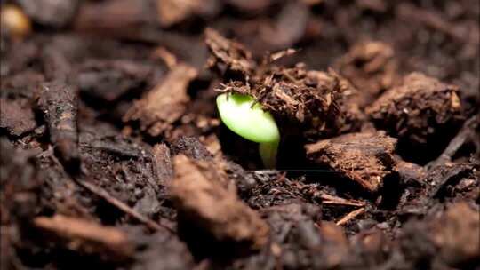 植物破土而出