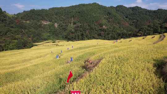 秋收金黄梯田农业种植大山中的梯田航拍视频素材模板下载