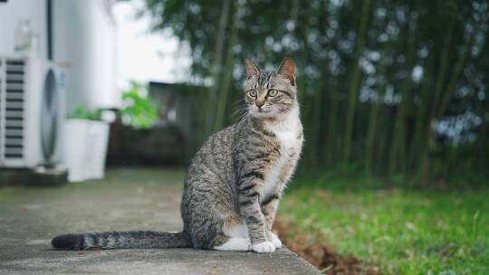 中华田园猫