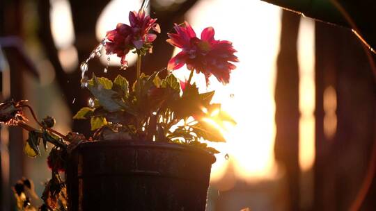 夕阳下用水壶给花浇水