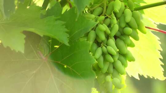 葡萄葡萄园 葡萄成熟采摘