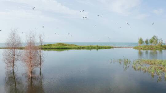 新疆博斯腾湖边的鸟群视频素材模板下载