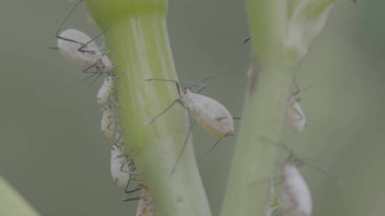 植物上成排的蚜虫LOG