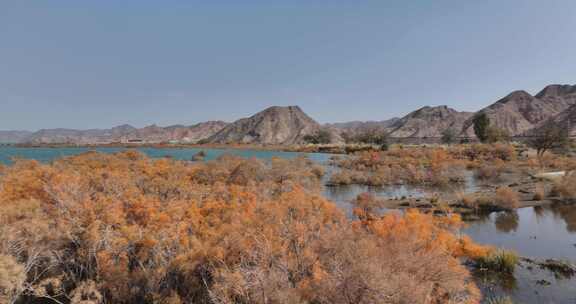 赤金峡水库胡杨林湿地