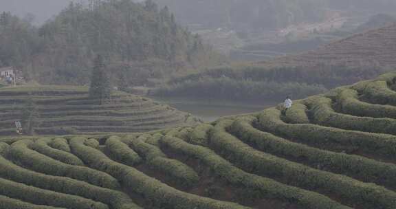 茶山 茶园 采茶